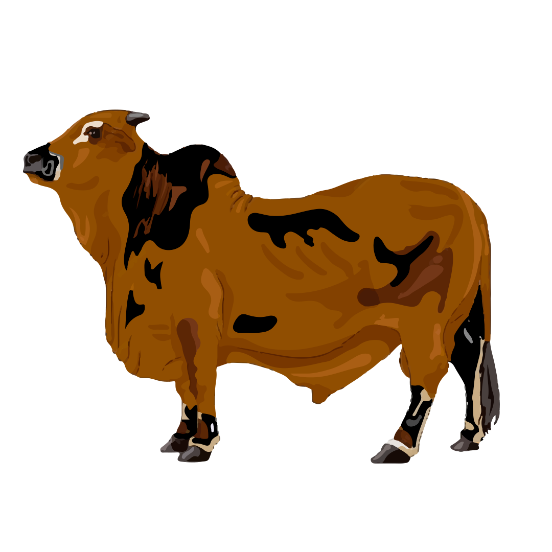 Shahenshah 95-100kg (Full Cow)