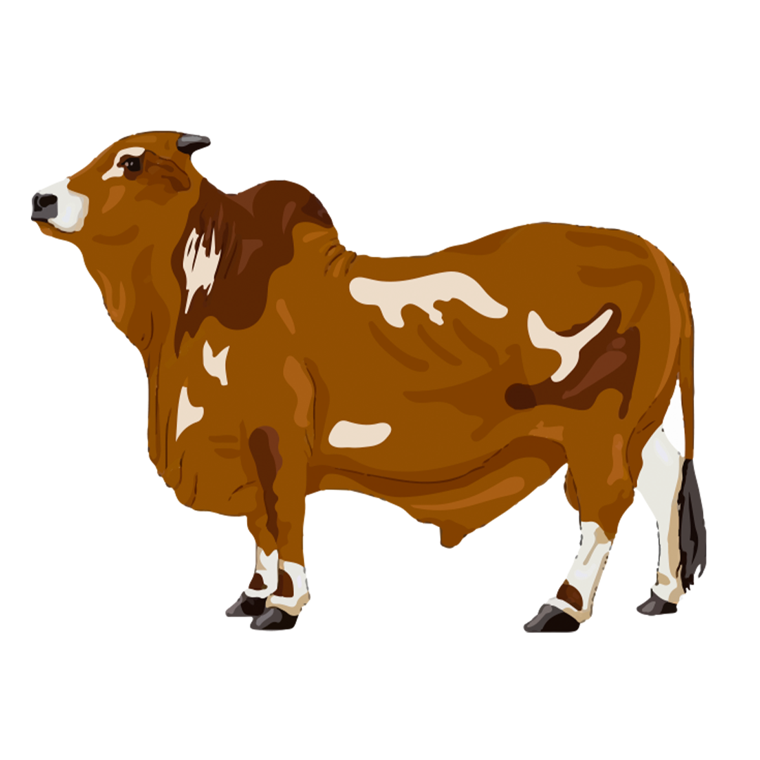 Nawab 80-85kg (Full Cow)