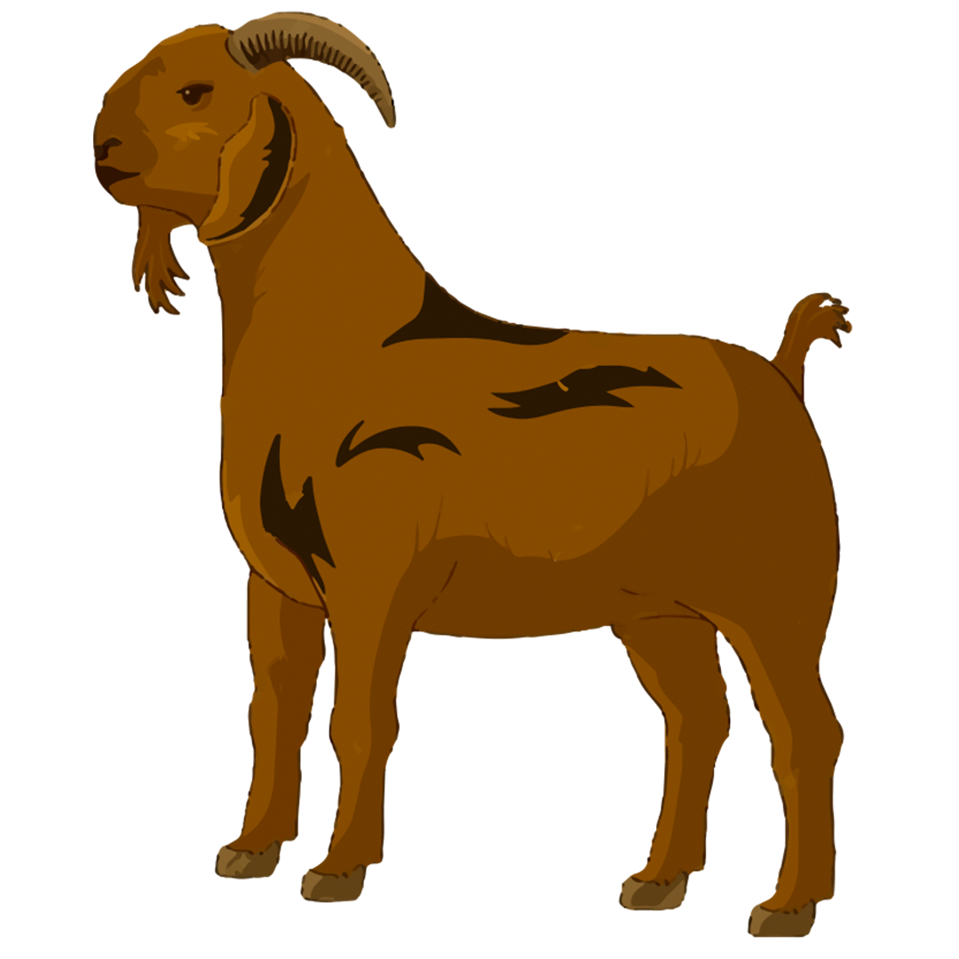 Bhola Bakra 12-14kg