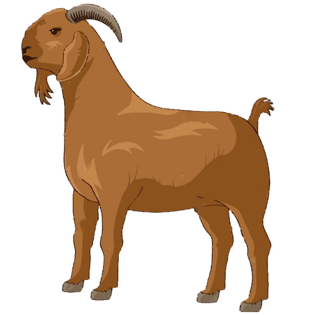 Raja Bakra 15-17kg