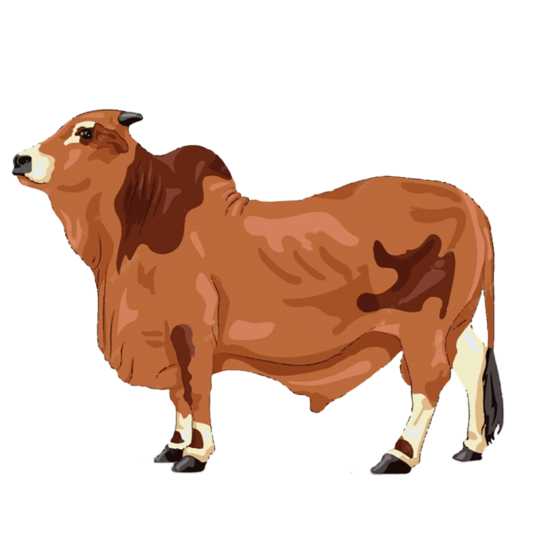 Golu 12-14kg (cow share)
