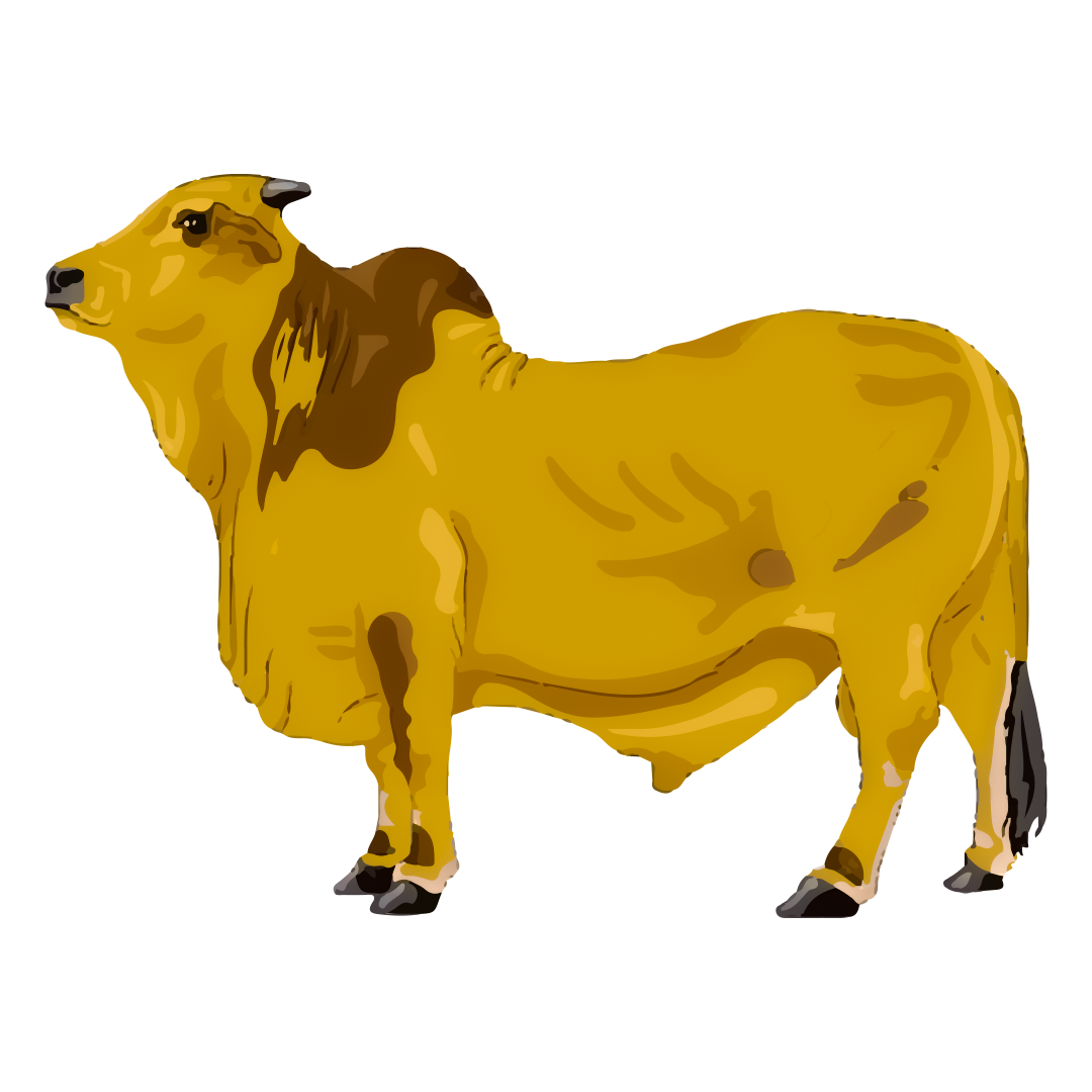 Bablu 14-16kg (Cow Share)