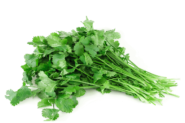 Coriander (دھنیا) 1Bndl