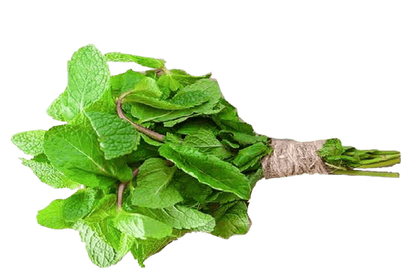 Mint (پودینا) 1Bndl