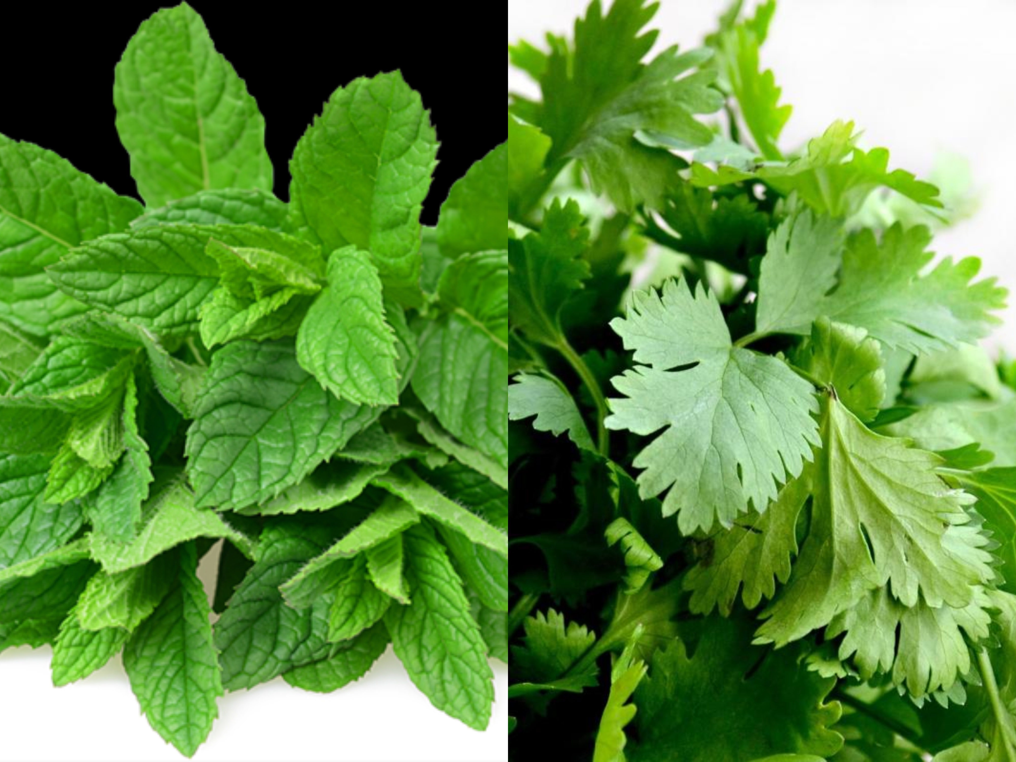 Coriander & Mint: Fresh Herbs Pakistani Cooking Runs On