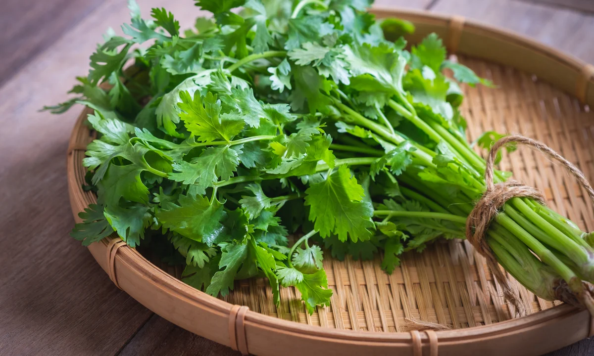 Coriander Root Uses: Stop Throwing Away Your Money
