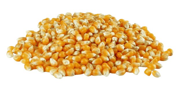 PopCorn Kernel Seeds (American) 250g