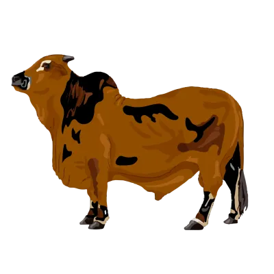 Shahenshah 95-100kg (Full Cow)