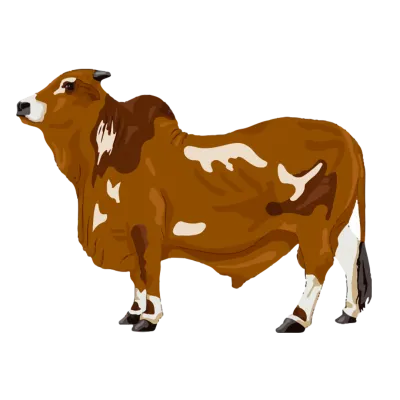 Nawab 80-85kg (Full Cow)