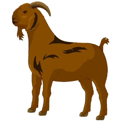 Bhola Bakra 12-14kg