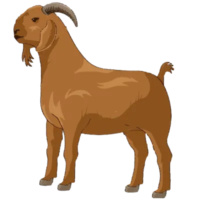 Raja Bakra 15-17kg