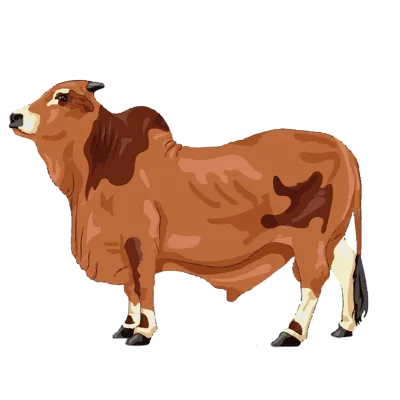 Golu 12-14kg (cow share)
