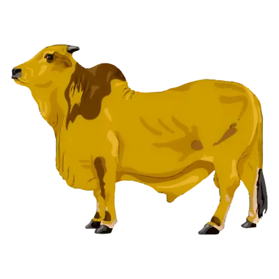 Bablu 14-16kg (Cow Share)
