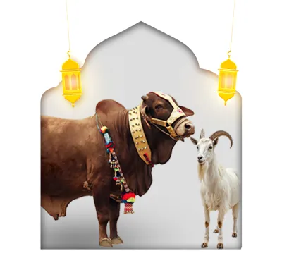 Freshbox Qurbani