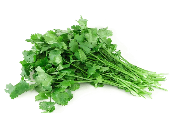 Coriander (دھنیا) 1Bndl