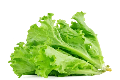 Lettuce (سلاد پتے) 1Bndl