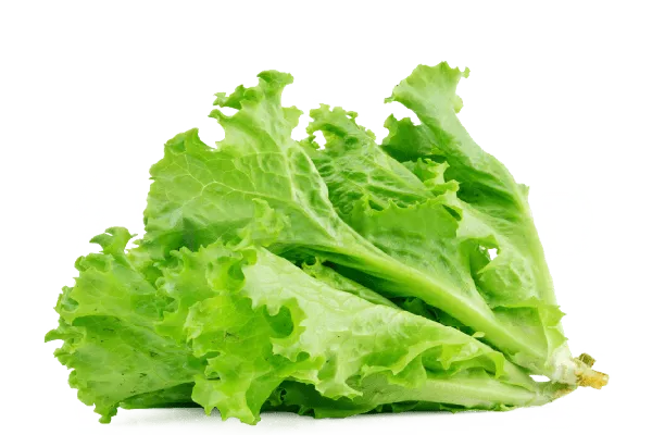 Lettuce (سلاد پتے) 1Bndl