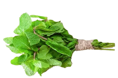 Mint (پودینا) 1Bndl