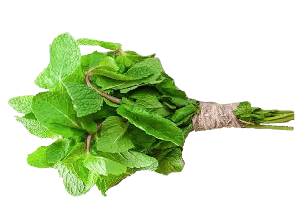 Mint (پودینا) 1Bndl