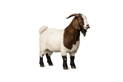 Goat