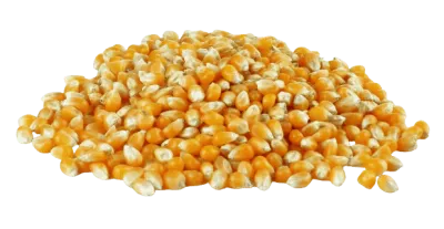 PopCorn Kernel Seeds (American) 250g