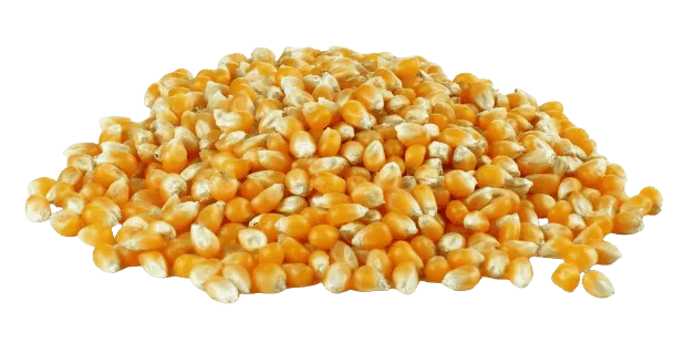 PopCorn Kernel Seeds (American) 250g