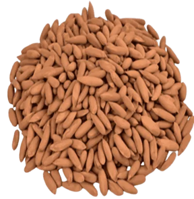 Chilgoza 100g