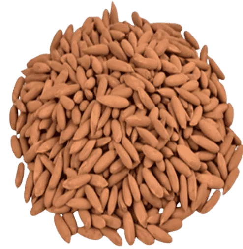Chilgoza 100g