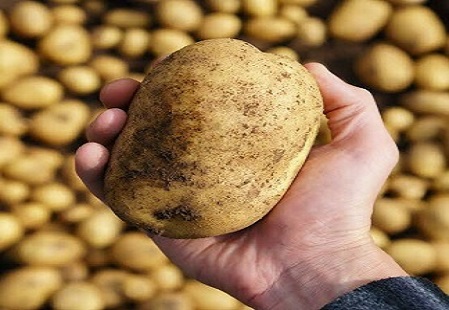 THE ENTIRE POTATO, INSIDE OUT, IS VALUABLE.